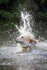 Obraz premium Hund im See