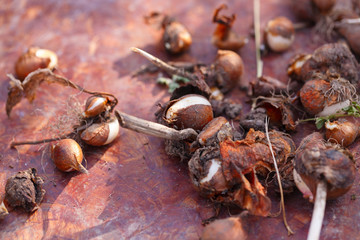 Tulip bulbs before planting on a wooden tray.