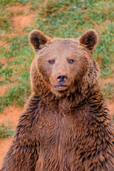Obraz na płótnie Canvas Portrait of a brown spanish bear
