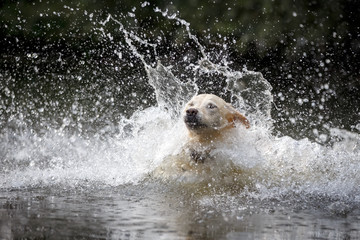Hund im See