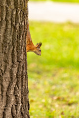 Squirrel in the autumn forest on a tree