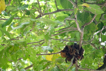 Birds nests on Cousin Island