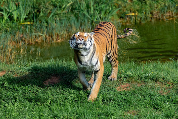 Fototapeta na wymiar Amazing tiger
