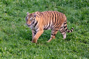 Fototapeta na wymiar Amazing tiger