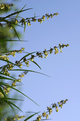 Blooming plants of cannabis against a blue sky. Selective focus. .