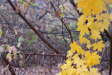 autumn leaves with raindrops in the rain in the wind