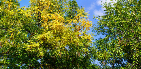 Autumn Landscape. Autumn trees. Beautiful autumn leaves. Colorful foliage in the autumn park. Panorama