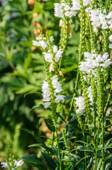 White Physostegia virginiana, Crown of Snow, bushes of wild white flowers, Crystal Peak White.
