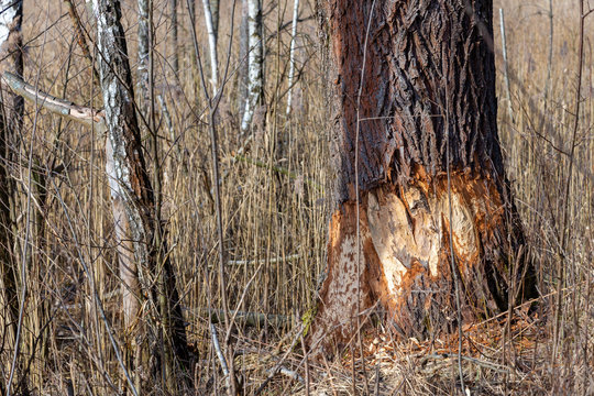 drzewo podgryzionie przez bobry
