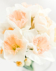 Obraz na płótnie Canvas Daffodil on white background