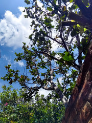 tree in spring