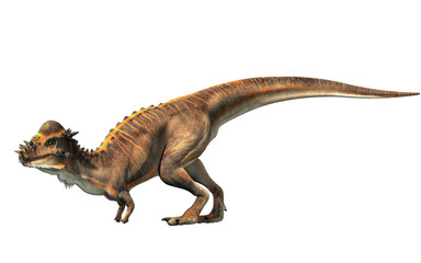 A brown Pachycephalosaurus on a white background. Pachycephalosaurus, known for it's thick skull, was an dinosaur of the Cretaceous in North America. 3D Rendering