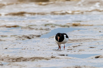 Oystercatcher (Haematopus ostralegus) catching flat worms in the mud flats at Bradwell on Sea, Essex