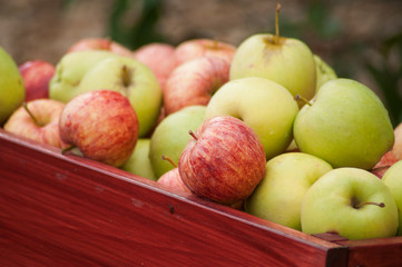 Closeup of organic apple pile in a  wooden box