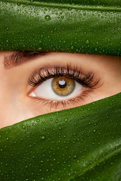 Beautiful Woman with long lashes on the background of a leaf of monstera with water droplets.. Eyelash extension procedure.