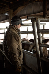 Cowboy inspecting cattle in winter