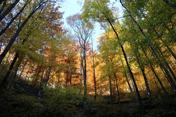 Romania forest