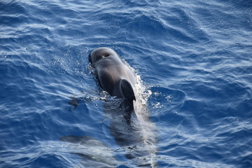 Obraz premium Wal mit Baby