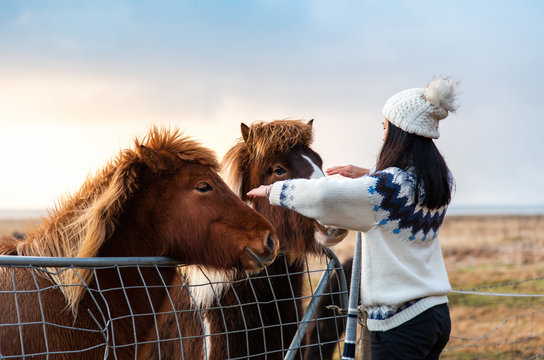 Traveler making friends with adorable Icelandic horses