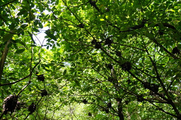 Birds nests on Cousin Island