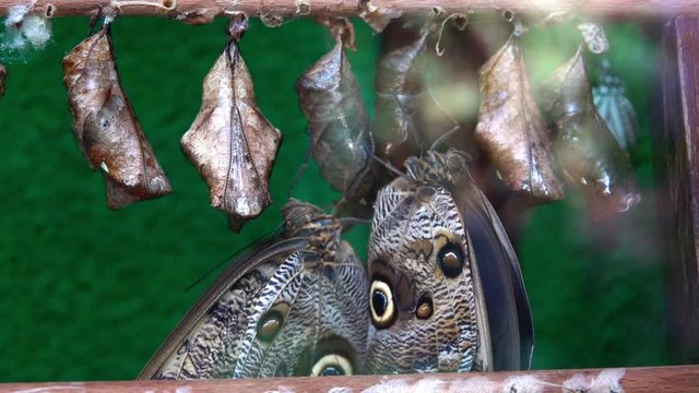 Two adult butterflies Giant Owl or Caligo memnon guard their pupae