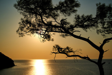 Sunrise above sea and pine tree with blue sea background Turkey