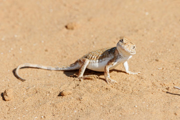 Spotted toadhead agama Phrynocephalus guttatus on sand dune. Cute little lizard in wildlife.