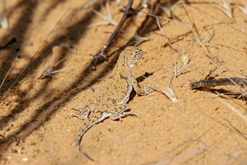 Spotted toadhead agama Phrynocephalus guttatus on sand dune. Cute little lizard in wildlife.