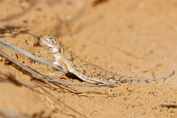 Spotted toadhead agama Phrynocephalus guttatus on sand dune. Cute little lizard in wildlife.