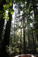 Cathedral Grove Ancient Forest
