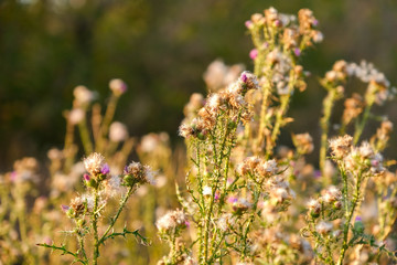 Flowers of burdock on the meadow in forest in autumn