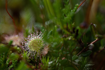macro photography of colorful drosera with drops in wetland