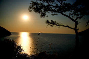 Fototapeta na wymiar Sunrise above sea and pine tree with blue sea background Turkey