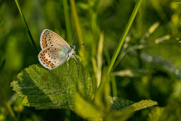 Fototapeta premium Nature