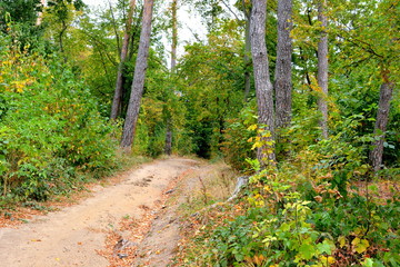 Typical landscape in the forests of Transylvania, Romania. Green landscape in the midsummer, in a sunny day