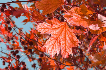 Many red, orange and purple maple leaves on tree branches. Blue sky.  Warm autumn background, natural fall concept. Place for text, lettering. Copy space. Selective focus image.