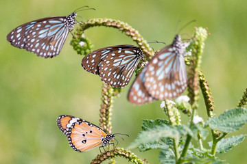 three blue butterflies and one orange butterfly feeding on a green plant in a green grass field around an empty lake in South India - Tiruvannamalai 2019