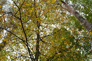 Wonderful landscape in the forests of Transylvania, Romania. Green landscape in the midsummer, in a sunny day