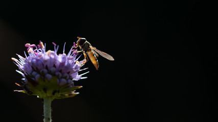 hoverfly against sunslight flying towards a flower to sit down
