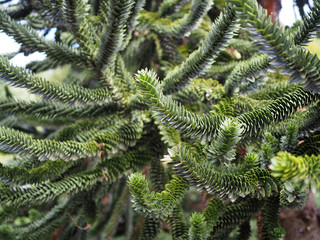 Araucaria en primer plano. Fondo de plantas tropicales.