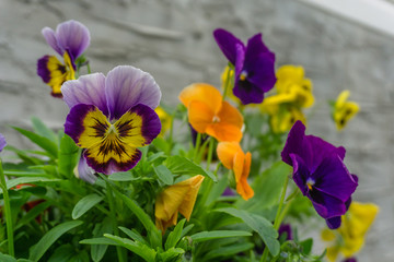Huerto ecol&oacute;gico, jard&iacute;n, patio, azotea, plantas, naturaleza, verde, alimentos, org&aacute;nico, tierra, madera, pasto, ciudad, terraza, Flores amarillas, flores anaranjadas, flores moradas, p&eacute;talos