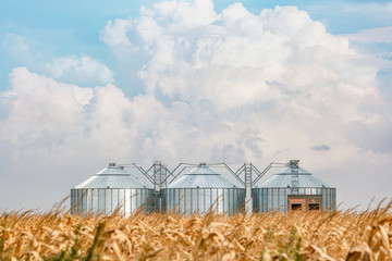 Silos in a corn field on a beautiful day