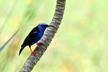 Red-legged Honeycreeper Bird