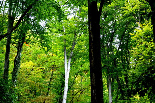 Forest Codlea. Typical landscape in Transylvania, Romania. Green landscape in the midsummer, in a sunny day