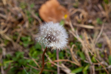 Dandelion