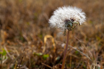 Dandelion