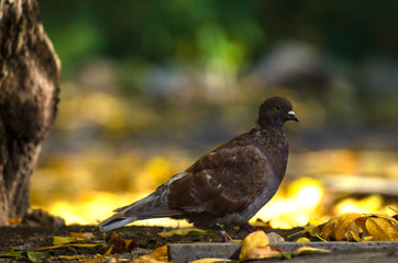 Autumn dove on a bright yellow background