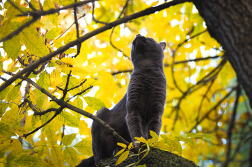 Cat on a tree looks up, beautiful autumn colors