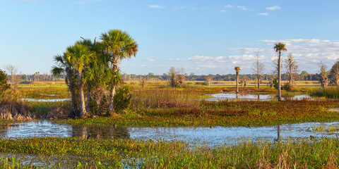 Wetland scenery at Orlando Wetlands Park near Orlando, Florida