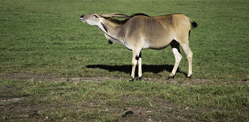 Fototapeta premium Antilope saber nature